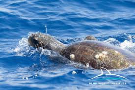 Image result for Caretta caretta