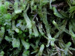 Attēlu rezultāti vaicājumam “Barbilophozia lycopodioides”