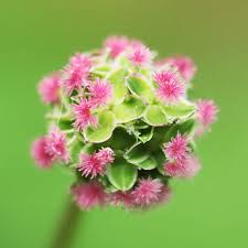 Attēlu rezultāti vaicājumam “Poterium sanguisorba flower”