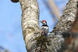 Attēlu rezultāti vaicājumam “Dendrocopos leucotos”