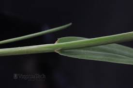 Attēlu rezultāti vaicājumam “Digitaria ischaemum leaf”