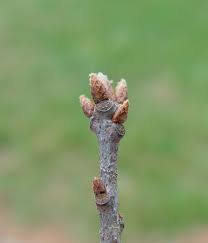 Attēlu rezultāti vaicājumam “Quercus rubra bud”