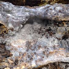 Attēlu rezultāti vaicājumam “Ceratiomyxa fruticulosa spores”