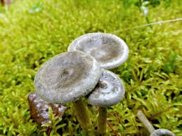 Attēlu rezultāti vaicājumam “Cantharellula umbonata”