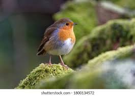 Attēlu rezultāti vaicājumam “Erithacus rubecula adult”