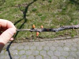 Attēlu rezultāti vaicājumam “Gymnocladus dioicus bud”