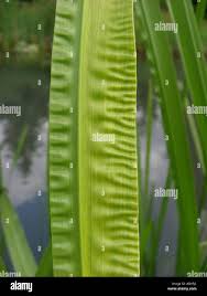 Attēlu rezultāti vaicājumam “Acorus calamus leaf”