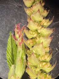Attēlu rezultāti vaicājumam “Carpinus betulus male flower”