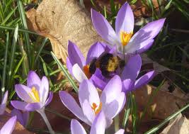 Attēlu rezultāti vaicājumam “Crocus tommasinianus flower”