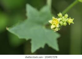 Attēlu rezultāti vaicājumam “Bryonia alba bud”