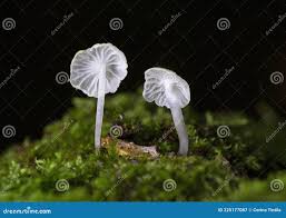 Attēlu rezultāti vaicājumam “Delicatula integrella”