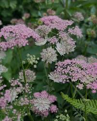 Image result for Pimpinella major
