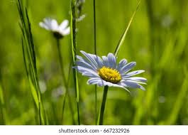 Attēlu rezultāti vaicājumam “Leucanthemum vulgare”