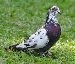 Attēlu rezultāti vaicājumam “Columba livia f. domestica”