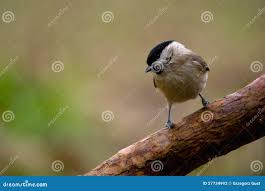 Attēlu rezultāti vaicājumam “Poecile montanus adult”