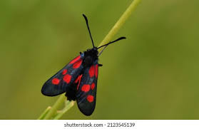 Attēlu rezultāti vaicājumam “Zygaena viciae”