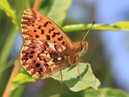 Attēlu rezultāti vaicājumam “Boloria titania underside”