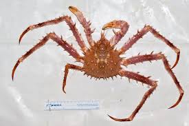 Image result for Lithodes maja