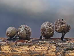 Attēlu rezultāti vaicājumam “Lamproderma ovoideum stalked”