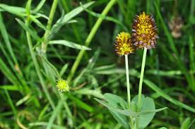 Attēlu rezultāti vaicājumam “Trifolium spadiceum flower”