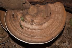 Attēlu rezultāti vaicājumam “Ganoderma applanatum”
