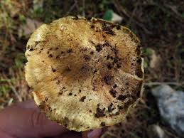 Attēlu rezultāti vaicājumam “Tricholoma flavovirens”