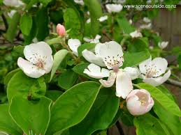 Attēlu rezultāti vaicājumam “Cydonia oblonga flower”