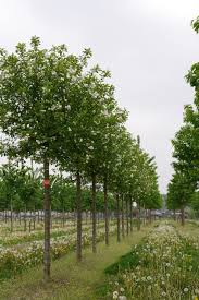 Attēlu rezultāti vaicājumam “Cerasus”