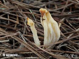 Attēlu rezultāti vaicājumam “Clavulina coralloides”