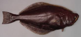 Image result for Reinhardtius hippoglossoides