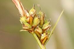 Attēlu rezultāti vaicājumam “Carex pilulifera”
