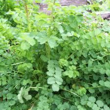 Attēlu rezultāti vaicājumam “Poterium sanguisorba”