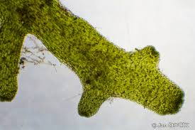 Attēlu rezultāti vaicājumam “Riccardia chamaedryfolia”