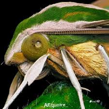 Attēlu rezultāti vaicājumam “Stemonitopsis typhina stalked”