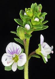 Attēlu rezultāti vaicājumam “Veronica serpyllifolia”