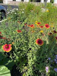 Image result for Gaillardia amblyodon