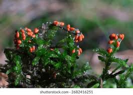 Attēlu rezultāti vaicājumam “Trichia sp.”