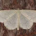 Attēlu rezultāti vaicājumam “Scopula floslactata”