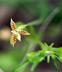 Attēlu rezultāti vaicājumam “Viola riviniana fruit”
