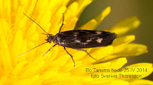 Attēlu rezultāti vaicājumam “Scythris limbella”