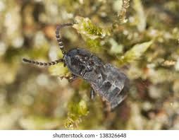 Attēlu rezultāti vaicājumam “Phosphaenus hemipterus”