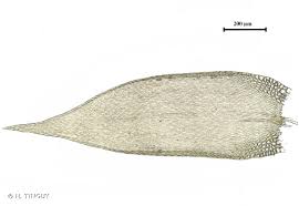 Attēlu rezultāti vaicājumam “Platygyrium repens”