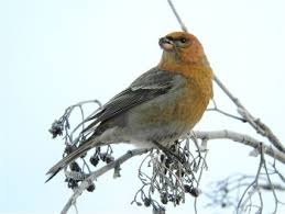 Attēlu rezultāti vaicājumam “Pinicola enucleator adult”