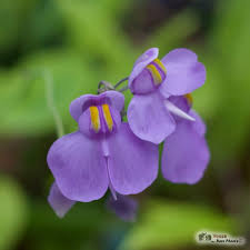 Attēlu rezultāti vaicājumam “Utricularia intermedia leaf”