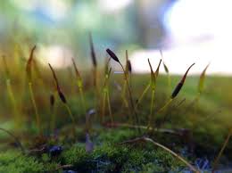 Attēlu rezultāti vaicājumam “Pohlia nutans sporophyte”