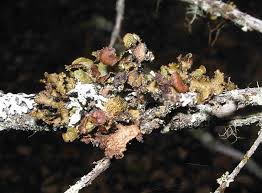 Attēlu rezultāti vaicājumam “Tuckermannopsis chlorophylla”