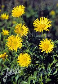 Image result for Buphthalmum salicifolium