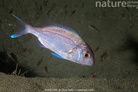 Image result for Pagrus