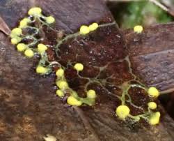 Attēlu rezultāti vaicājumam “Physarum luteolum”