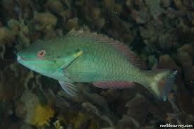 Image result for Sparisoma aurofrenatum